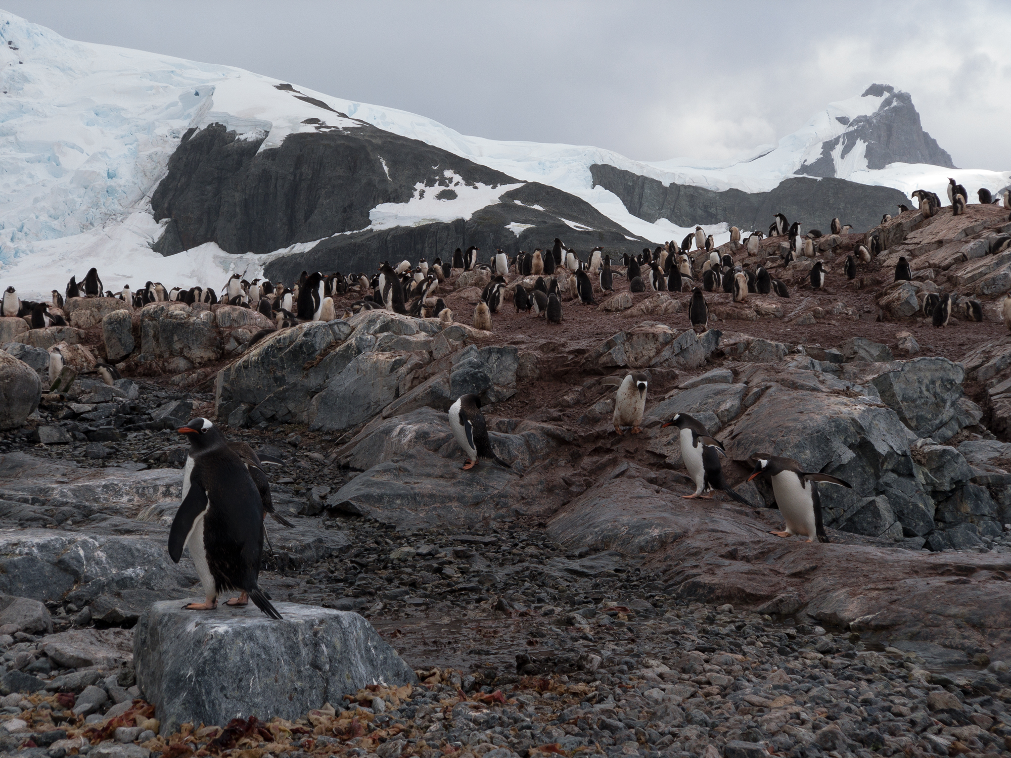 A raw murky photo of a Gentoo penguin colony in Antarctica