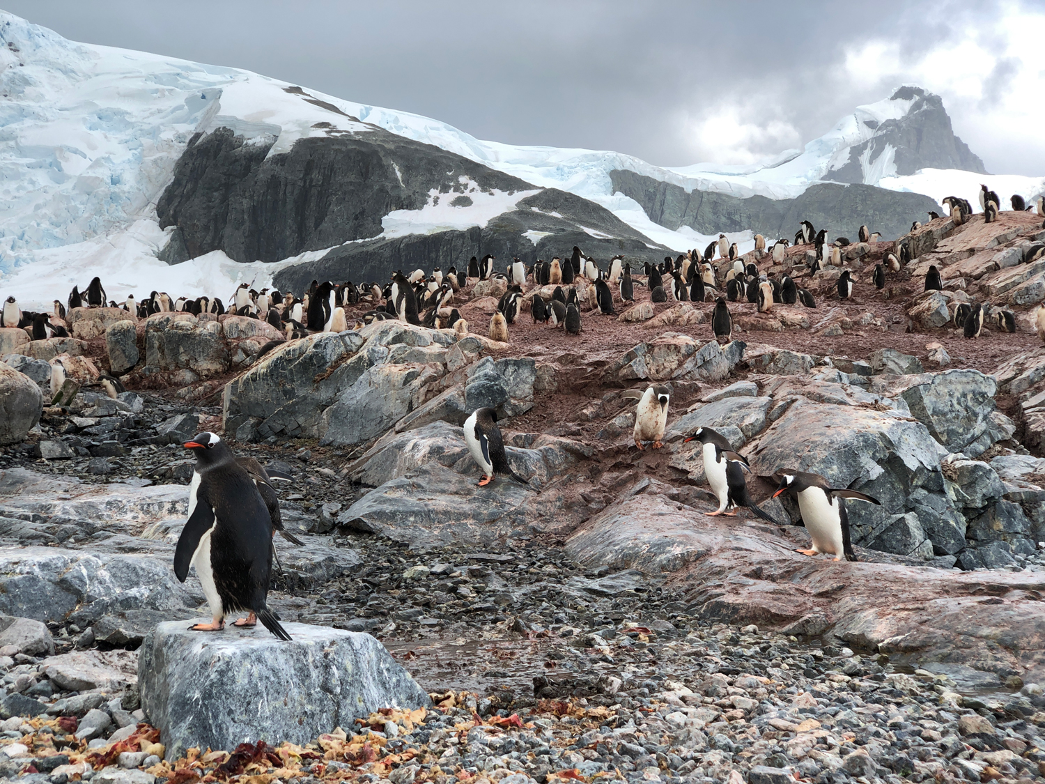 A JPEG photo from an iPhone of a Gentoo penguin colony