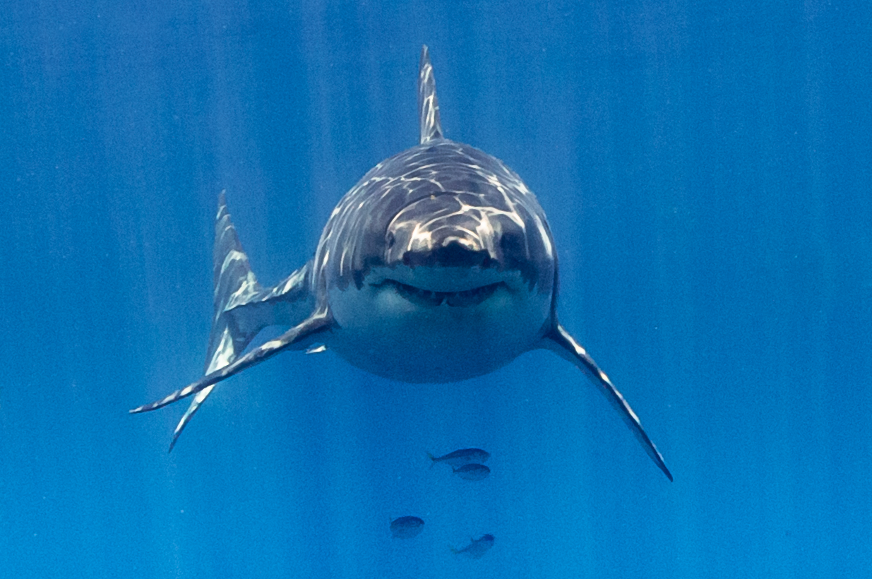 A happy shark is as a happy shark does