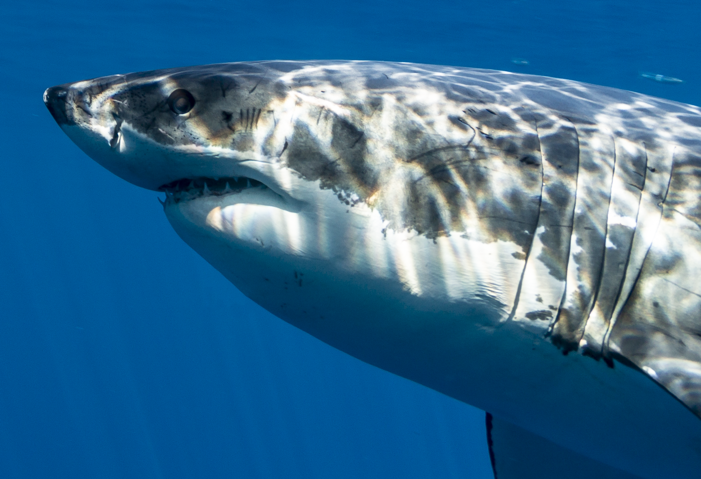 Detail of a massive great white shark
