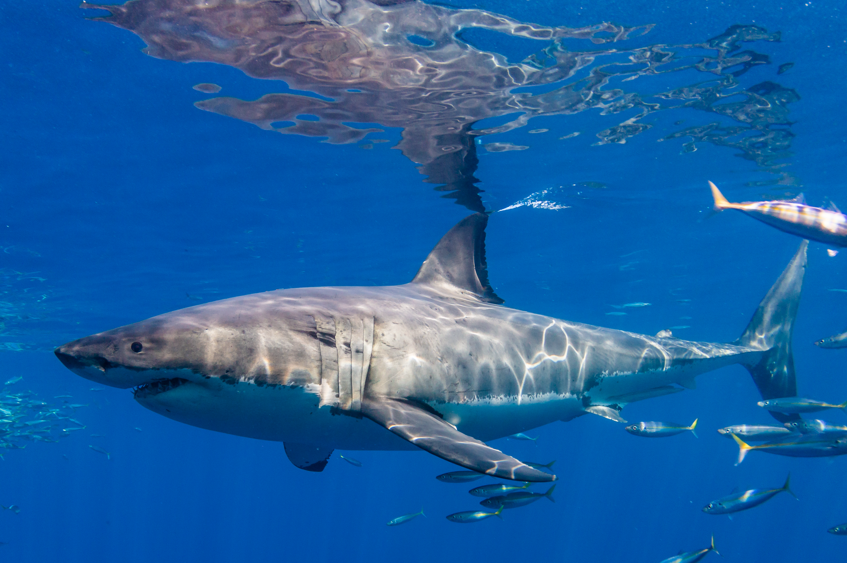 Profile of a crazy awesome great white shark