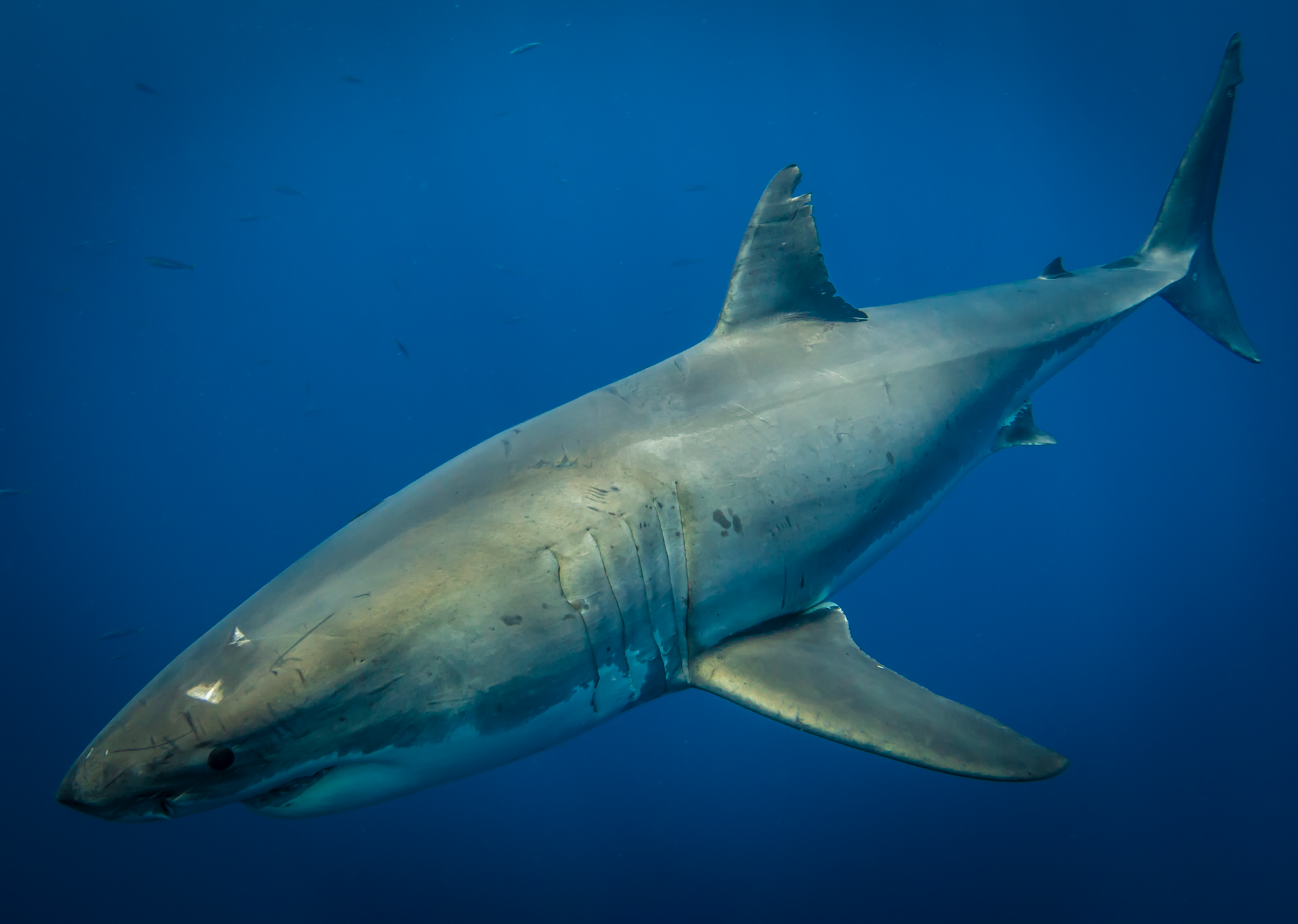 Beautiful great white shark