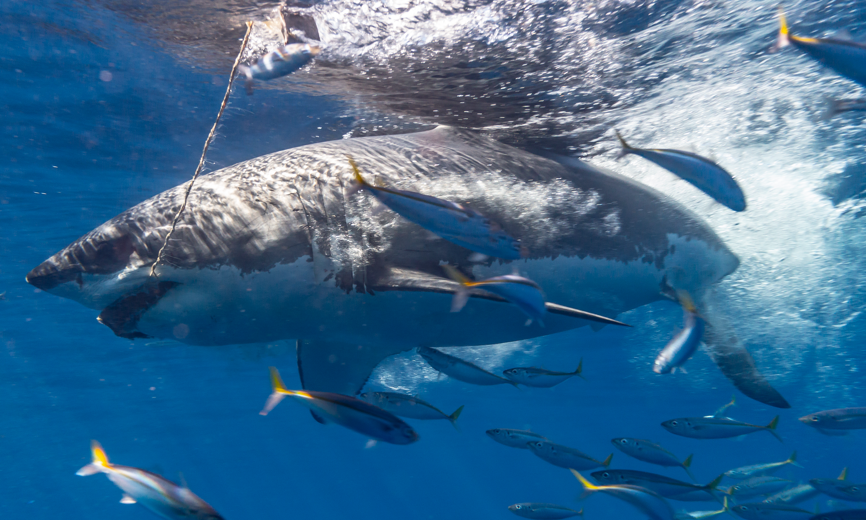 A juvenile great white chomps the tuna