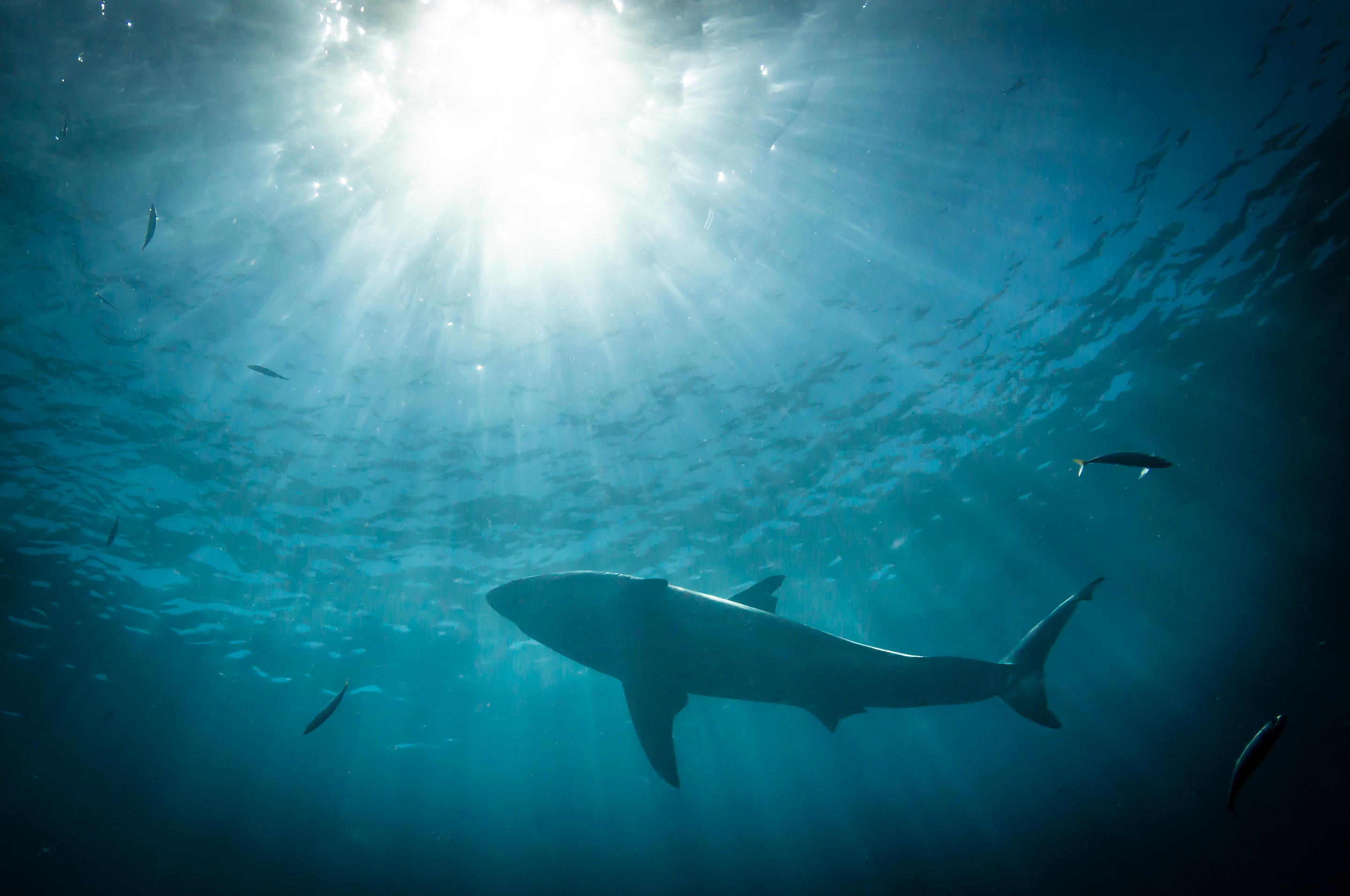 Great white shark with sunball