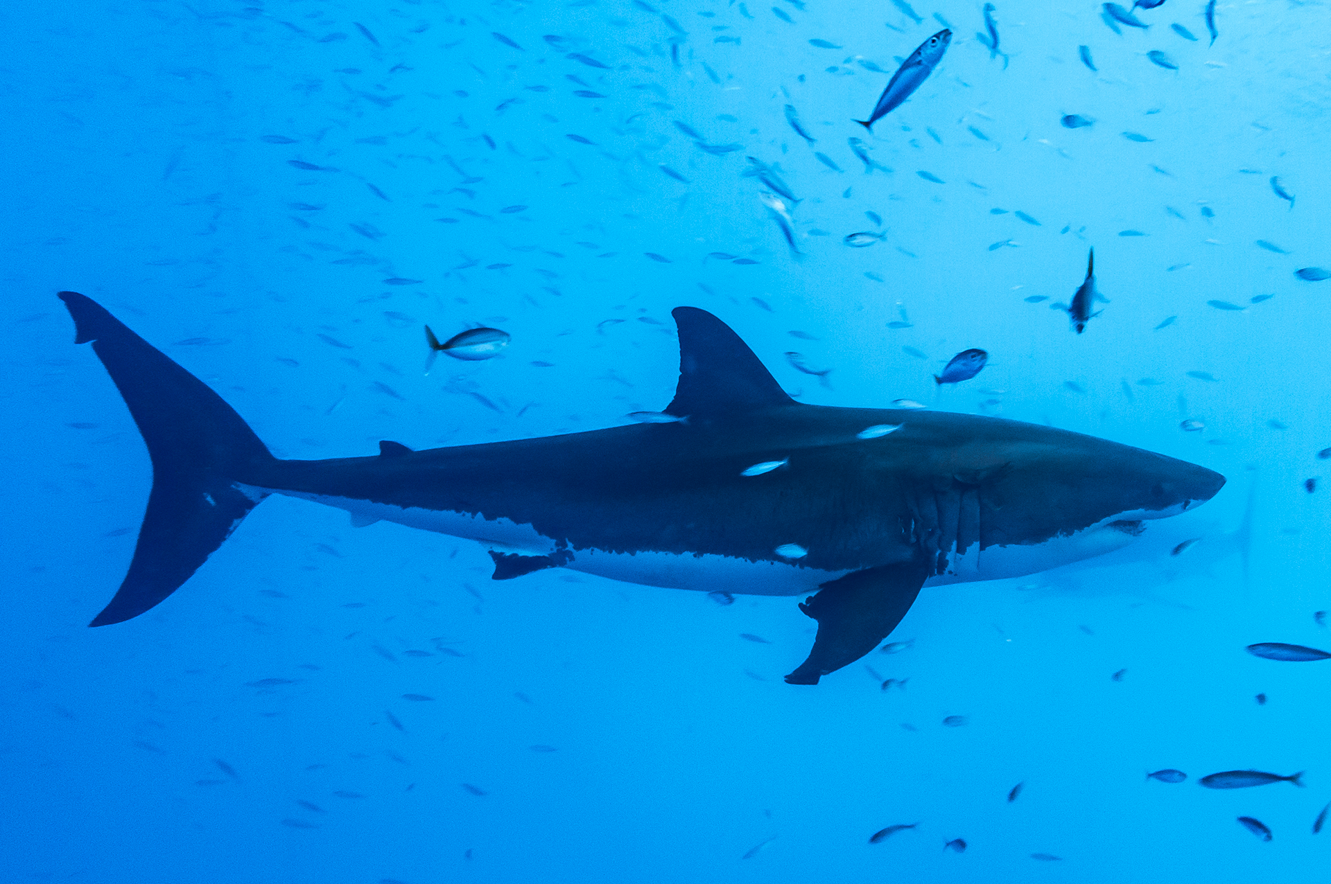 Great white shark; low Vibrance, high Saturation