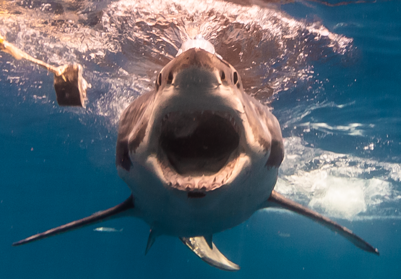 Great white with mouth wide open