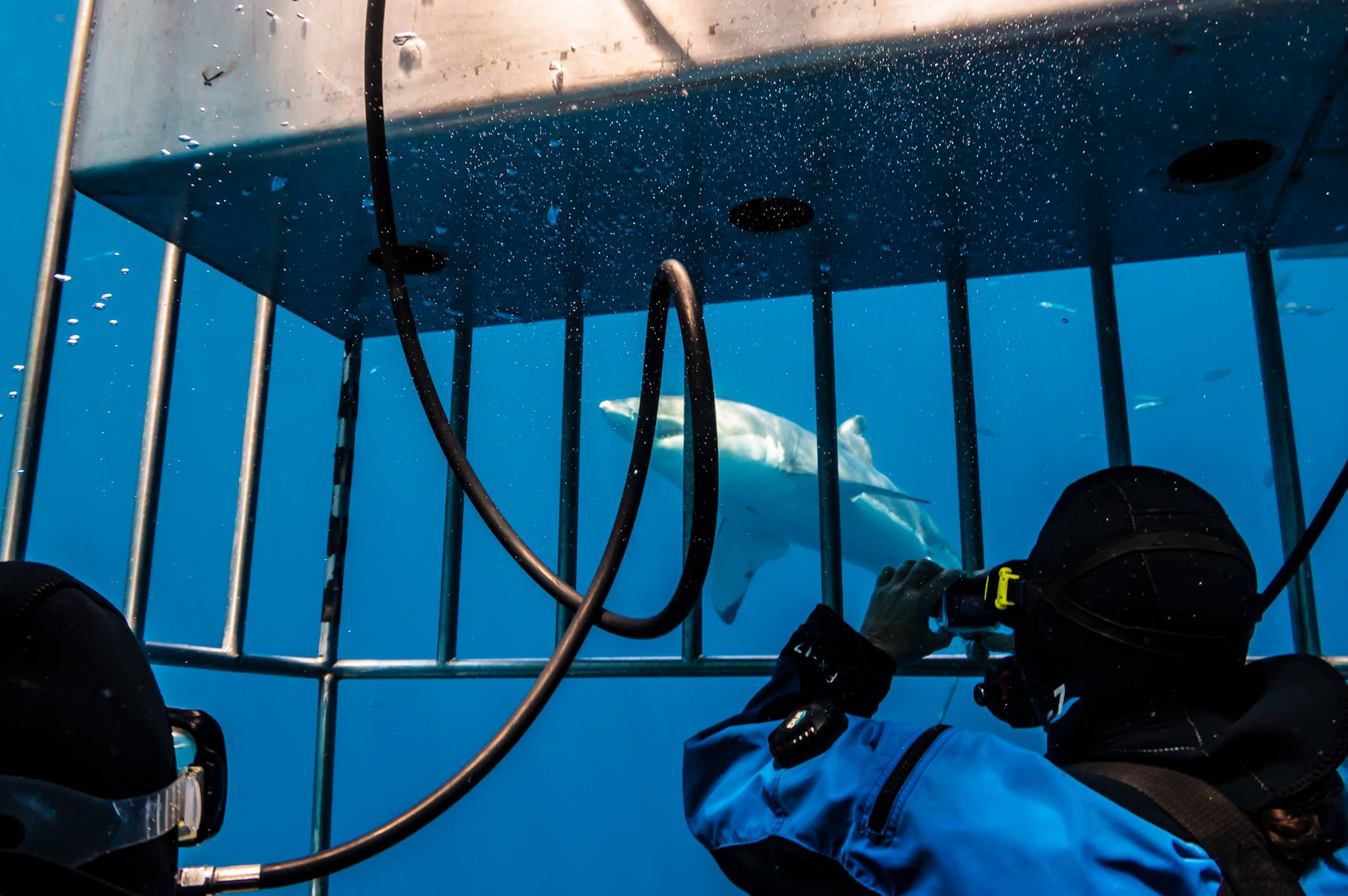 Colleen and her GoPro inside a human cage with sharks at large.