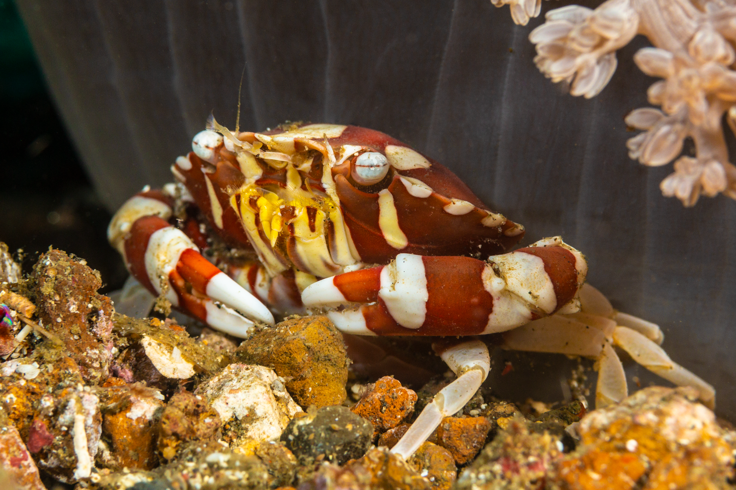 A harlequin crab captured underwater in Lembeh, Indonesia