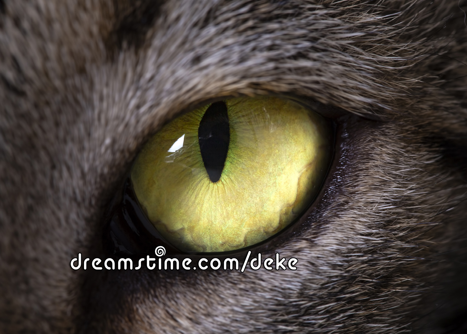 A close up cat eye from Dreamstime.com