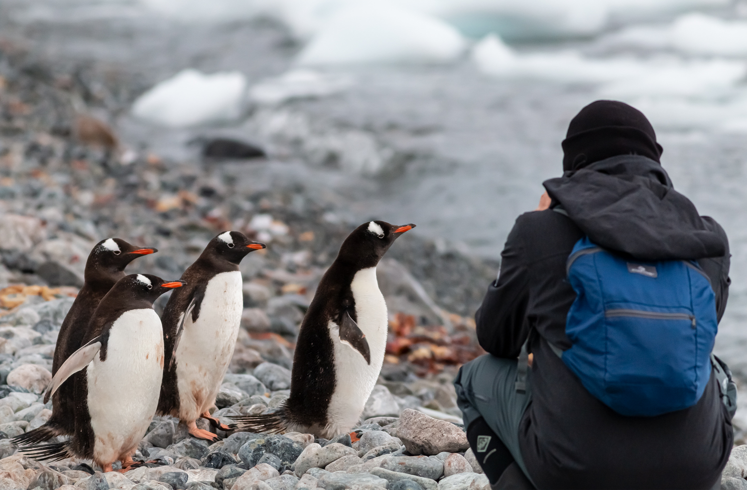 Man and three penguins in Antarctica