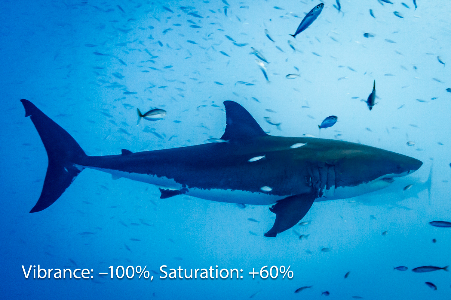 Shark with -100 percent Vibrance and +60 percent Saturation adjustment