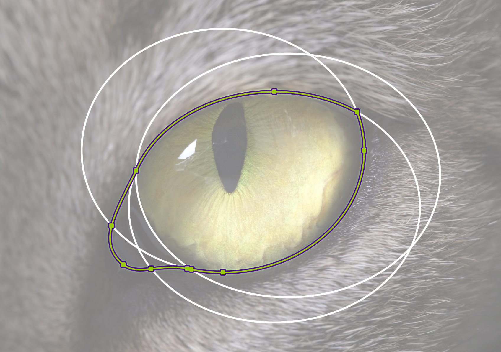 Three primitive ellipses drawn around a cat eye in Adobe Illustrator