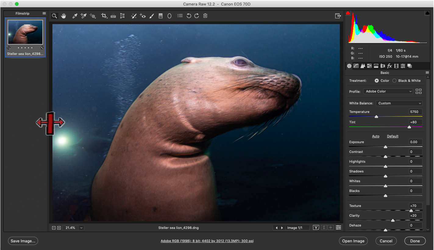 One sealion photo in bridge, cursor on the bar between Filmstrip and Preview