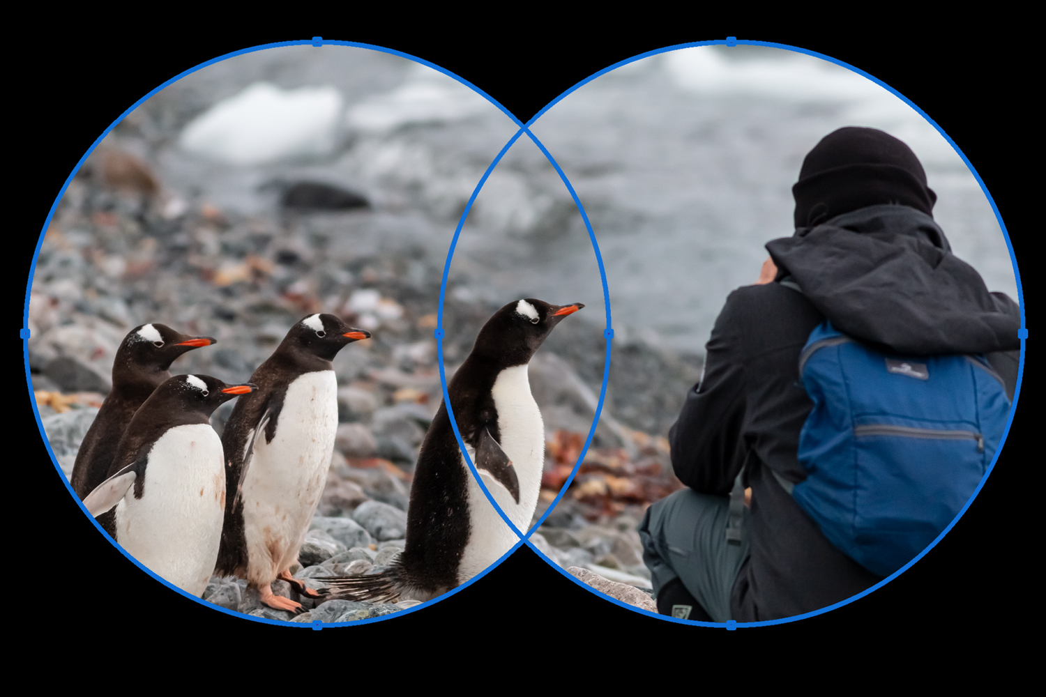 Photograph of man and penguins with 