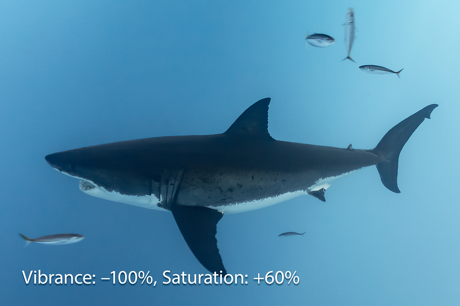 Shark #2 after  -100 percent Vibrance  and  +60 percent Saturation adjustments