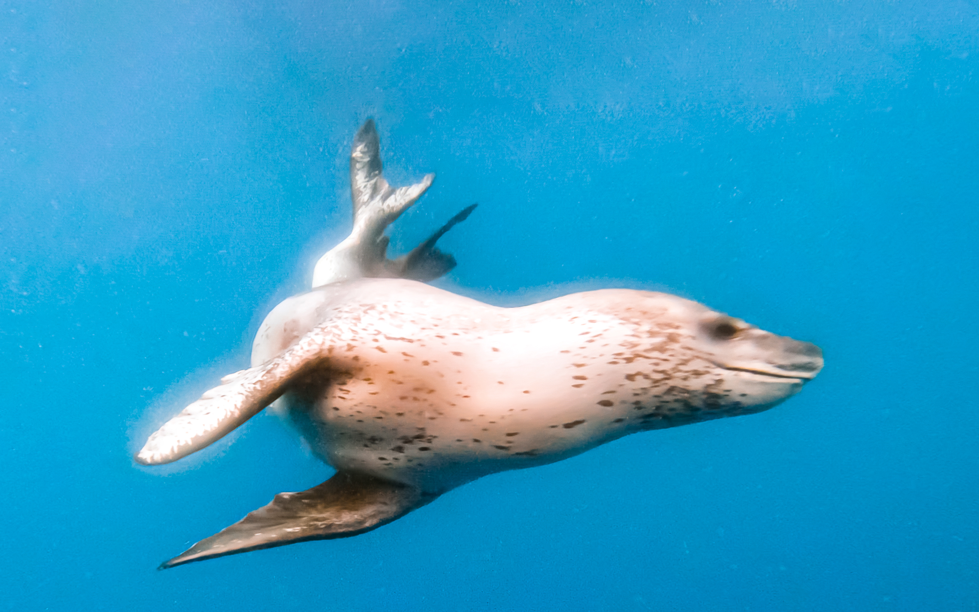 A leopard seal in blue waters shot with a goPro