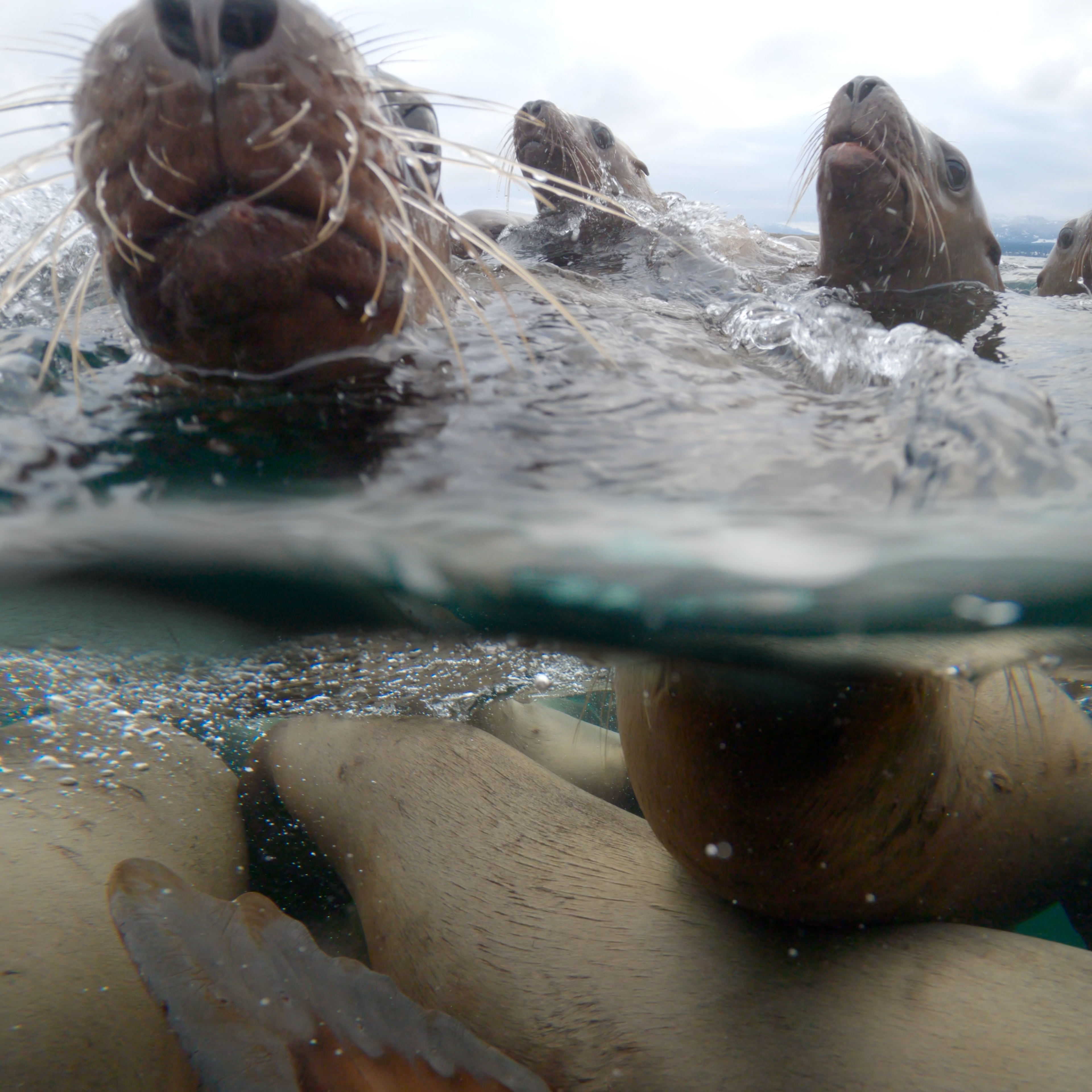 Steller sea lions above and below the water