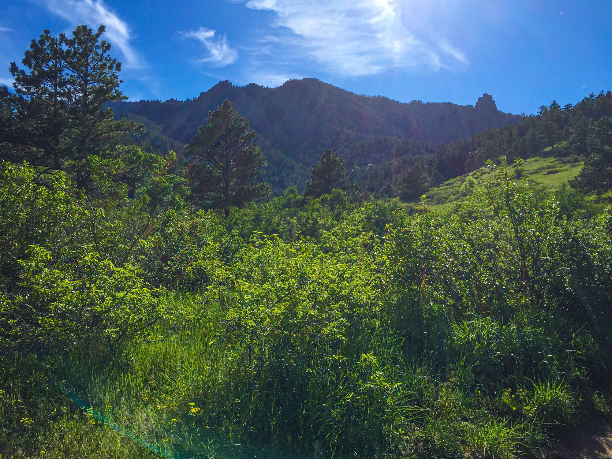 Photo of foliage in front of foothills