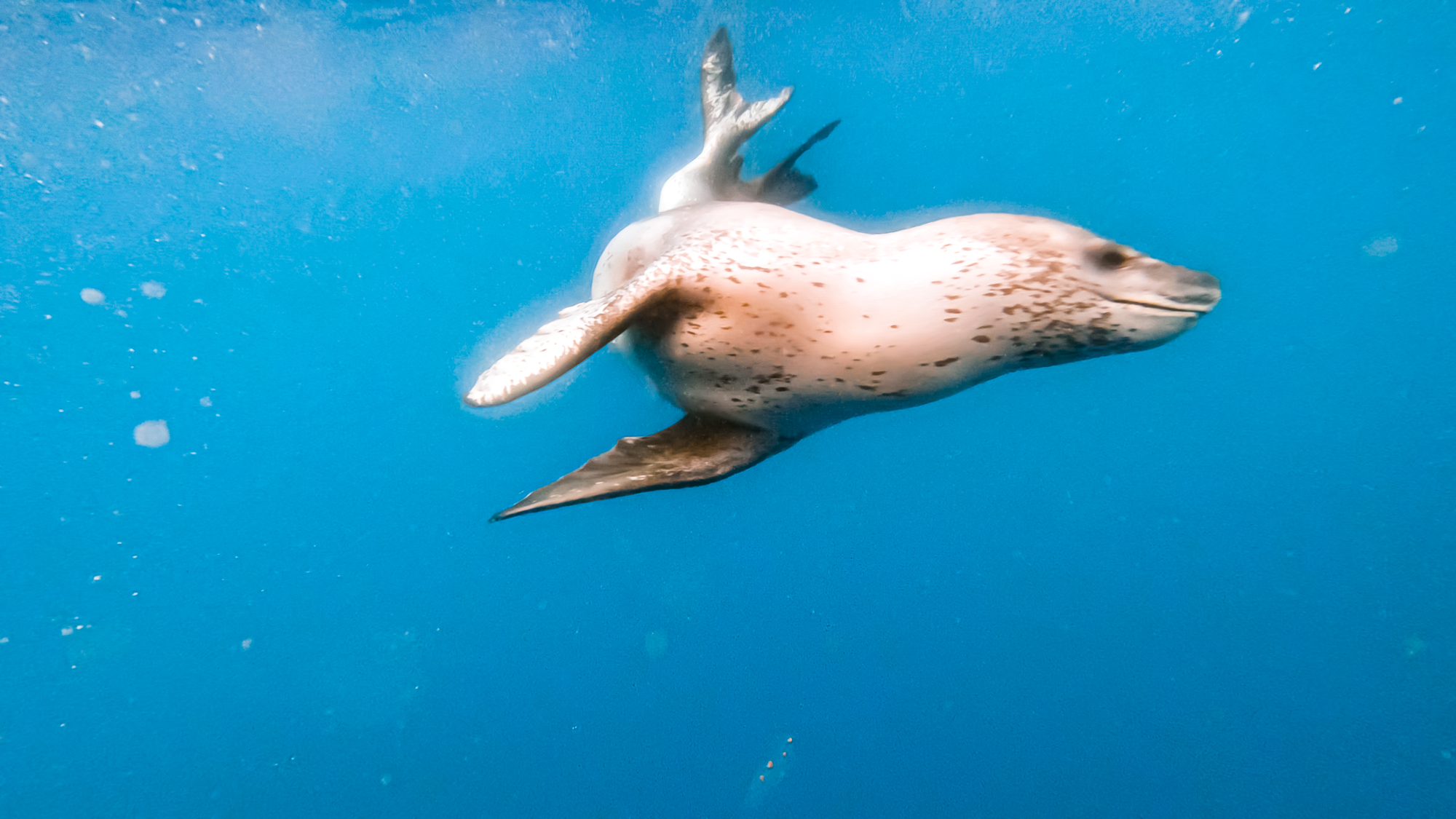 GoPro frame of a leopard seal after Camera Raw