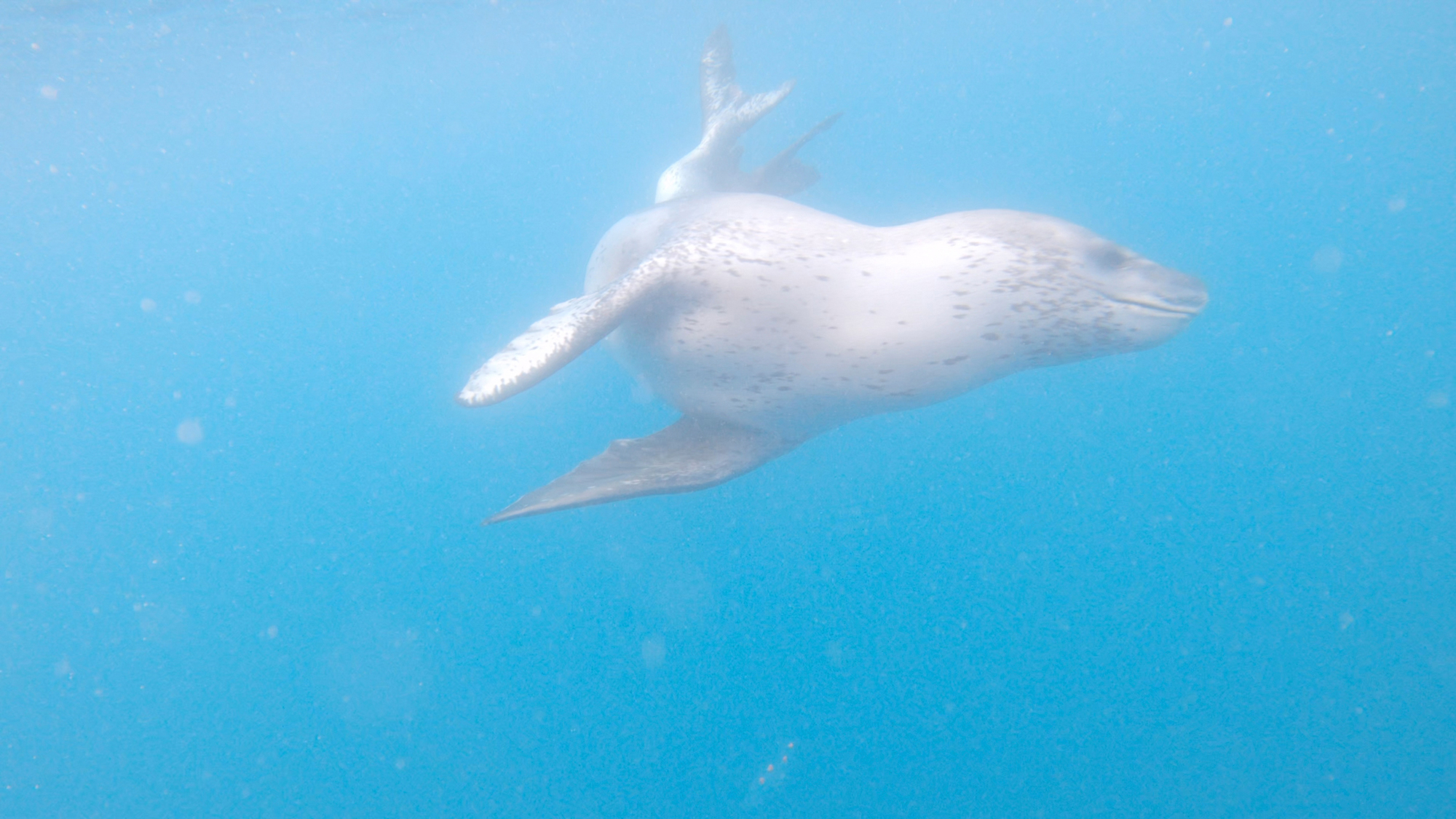 An undeveloped, washed out goPro frame of a leopard seal