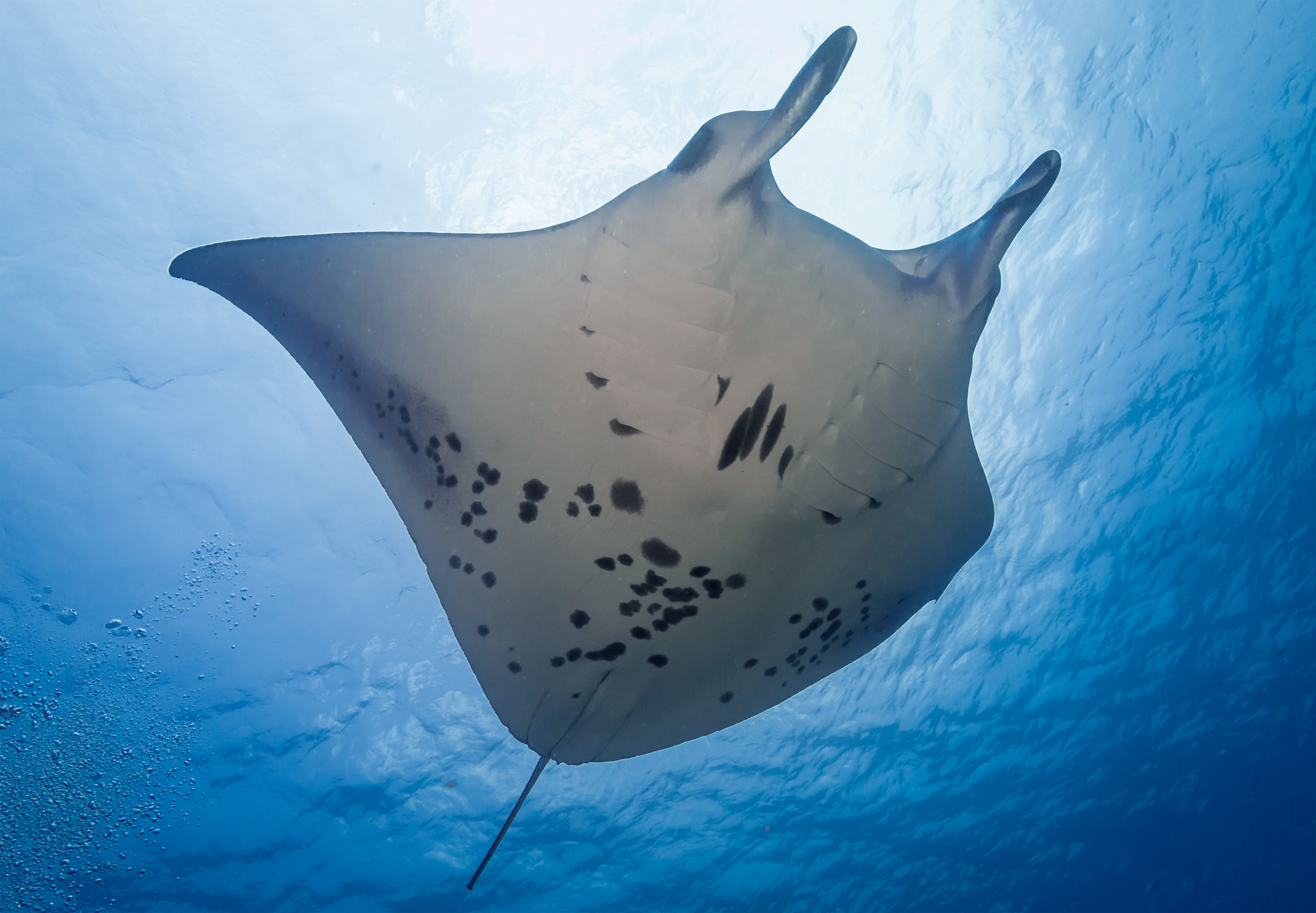 Photo of the underside of a manta ray