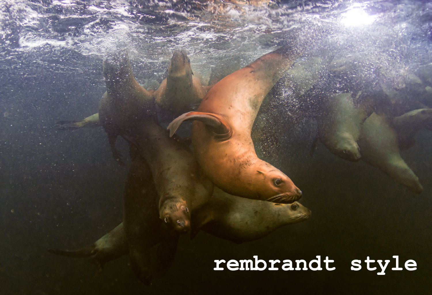 Steller sea lion group after being given the Rembrandt treatment