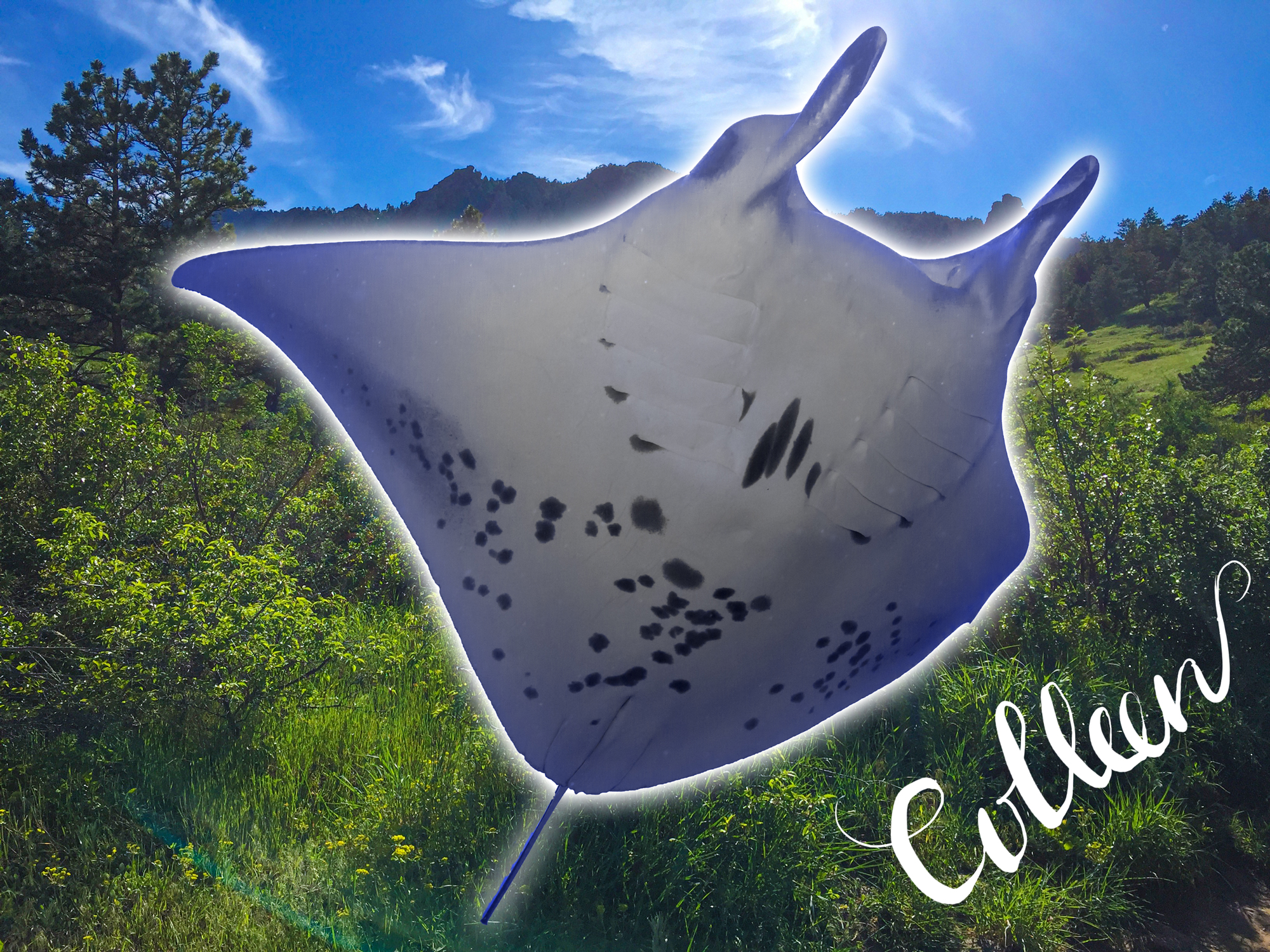 Manta composite over foliage with Colleen signature