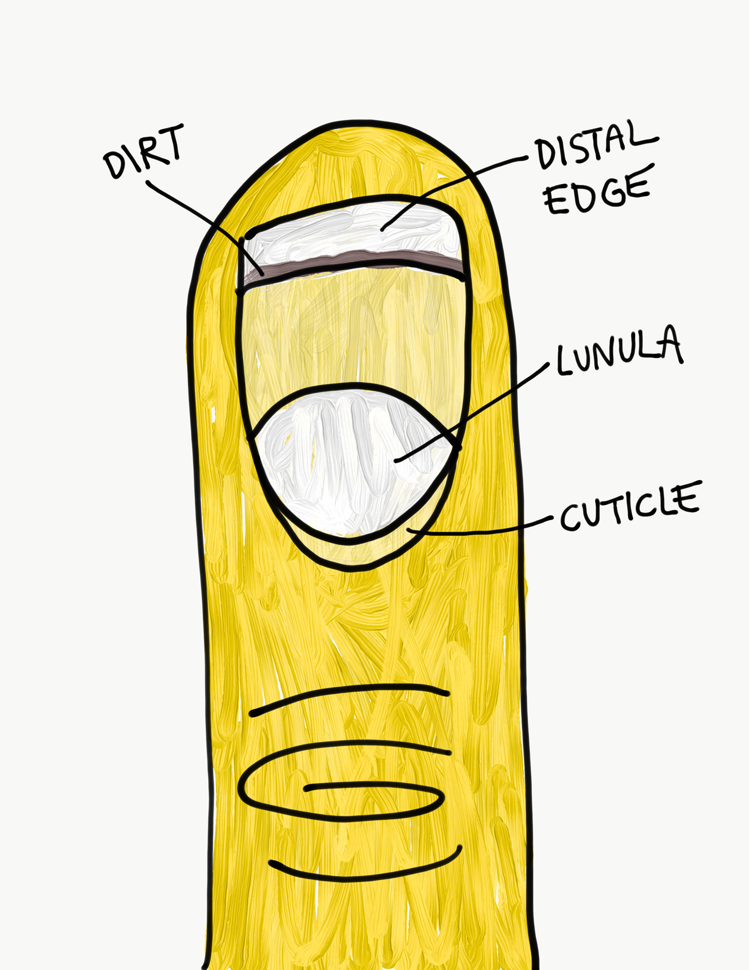 A painted diagram of a human fingernail