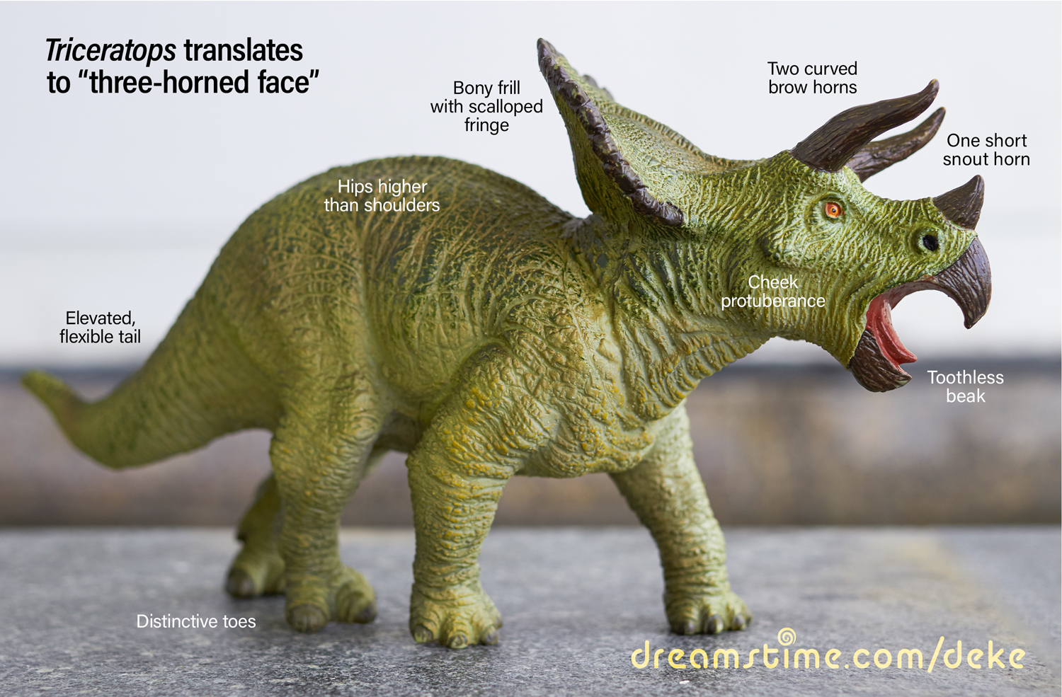 A model of a triceratops with anatomical labels courtesy of Dreamstime.com