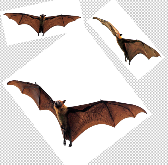 Some adorable bats to add to our Halloween composite
