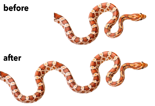 Elongating a snake in Photoshop, before and after