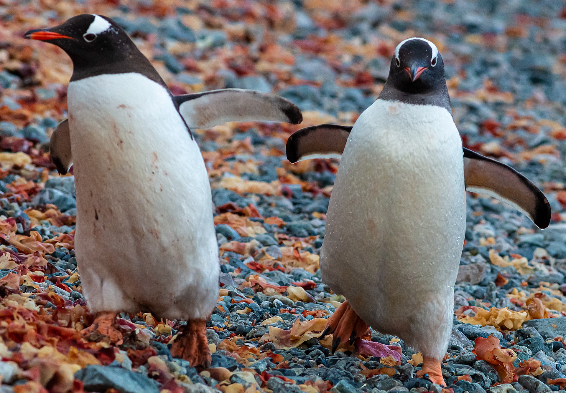 Gentoo penguins in Antarctica