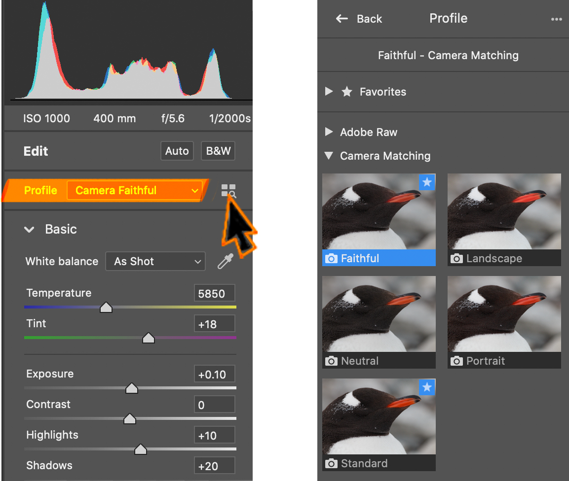 Screenshots of the Basic tab in camera raw and the camera profile settings. 