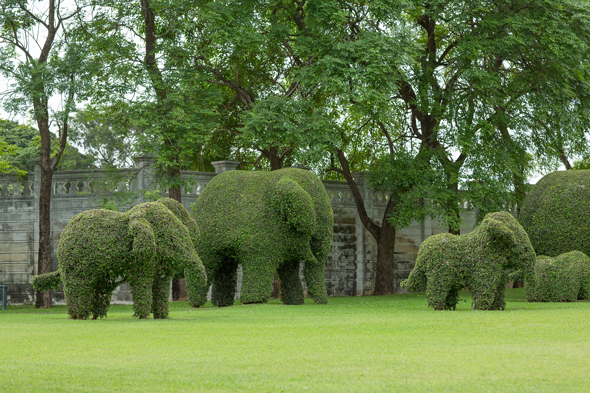 Topiary elephants before