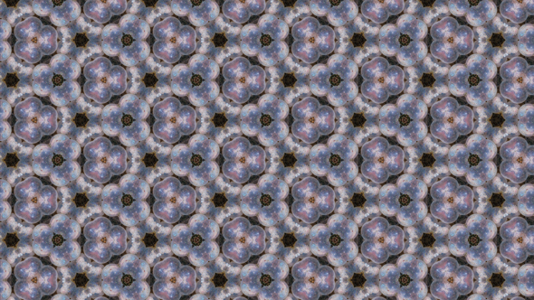 Cuttlefish eggs turned into a pattern in Adobe Capture