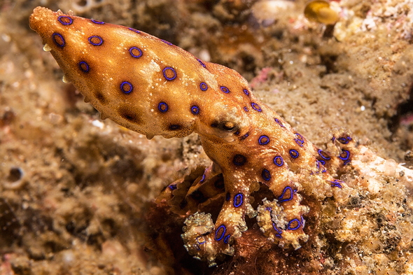 Blue-ringed octopus from Lembeh Strait, Indonesia
