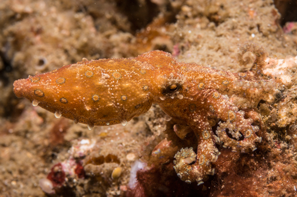 Blue-ringed octopus at rest