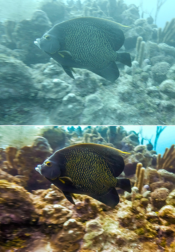 Angelfish image before and after