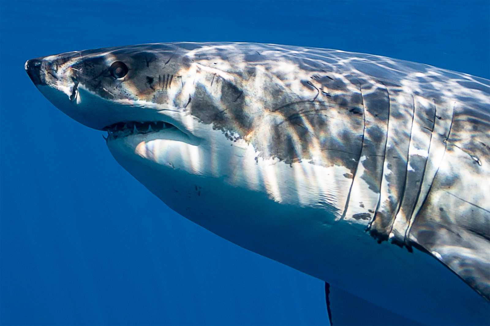 Crop and Develop a Great White Shark, a deke.com article